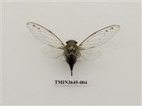 藏品(岩崎寒蟬)的圖片